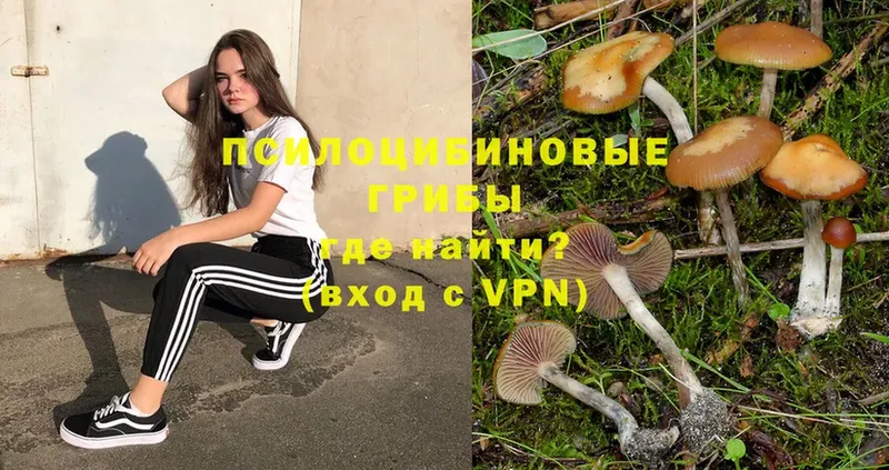 наркошоп  Балахна  Галлюциногенные грибы Psilocybe 